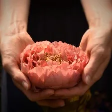 Het verhaal achter de pioenroos